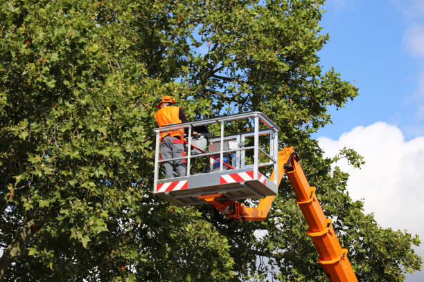 Why Choose Our Tree Removal Services in Warrenville, IL?