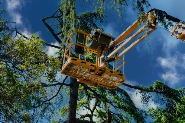 Trusted Warrenville, IL  Tree Services Experts