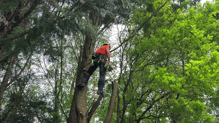 Best Tree Preservation Services  in Warrenvle, IL