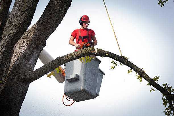 Tree and Shrub Care in Warrenville, IL